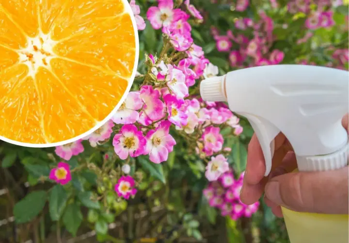 Pomarańcza i opryskiwacz w pobliżu kwitnących róż. Naturalny sposób na ochronę roślin przed szkodnikami, jak limocide.