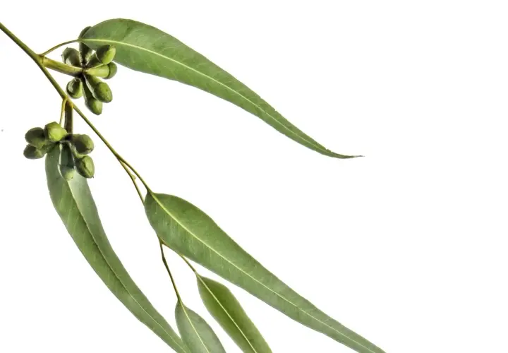 Une branche d'eucalyptus radié avec des feuilles vertes allongées et des bourgeons floraux verts groupés.