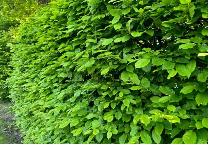 Gęsty, zielony żywopłot z grabu tworzy naturalną barierę, pełną soczystych liści.
