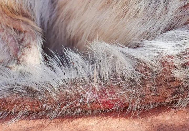 Hautpilz bei einem Hund zeigt sich als gerötete, schuppige Hautstellen mit Haarausfall.