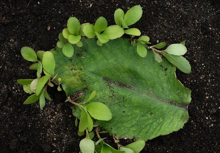 Bryophyllum-Blatt mit neuen Ablegern auf dunkler Erde. Die Pflanze wird für ihre Wirkung auf die Psyche geschätzt.