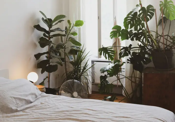 Un dormitorio acogedor con varias plantas para dormitorio, incluyendo una Monstera y un Ficus Lyrata, junto a una cama y una ventana.