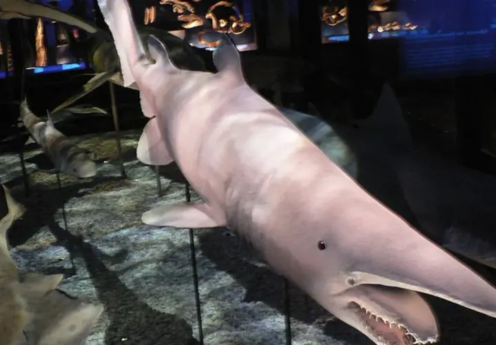 Un espeluznante tiburón duende, con su hocico largo y dientes afilados, se exhibe en un museo.