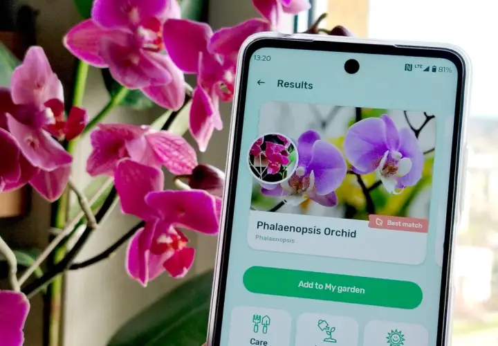 Aplikacja do rozpoznawania roślin identyfikuje fioletową orchideę Phalaenopsis.
