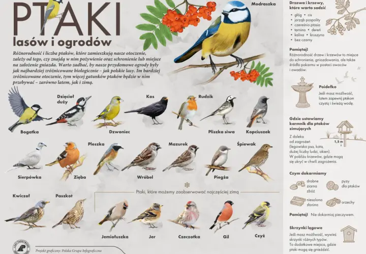 Ilustracja przedstawia różnorodne ptaki, takie jak bogatka, dzięcioł duży, kos, rudzik, modraszka, jemiołuszka, gil i inne, które można spotkać w lasach i ogrodach.