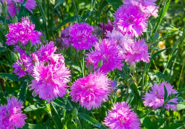 Un parterre de fleurs œillets roses éclatants, parsemées de gouttes de rosée, sous un soleil doux.