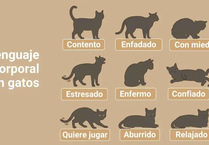 Ilustraciones de gatos en diferentes posturas que explican el lenguaje corporal felino: contento, enfadado, con miedo, estresado, enfermo, confiado, quiere jugar, aburrido y relajado.