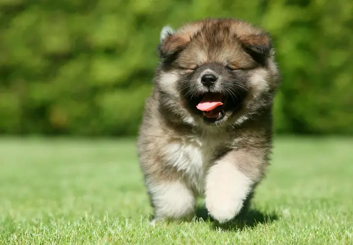 Un tierno cachorro de pastor del Cáucaso corre feliz por el césped, con la boca abierta y la lengua fuera.
