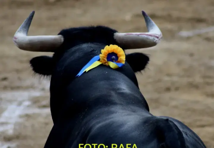 Un toro negro con un adorno de flores y cintas amarillas y azules en la cabeza, listo para el cambio de tercio en la plaza.
