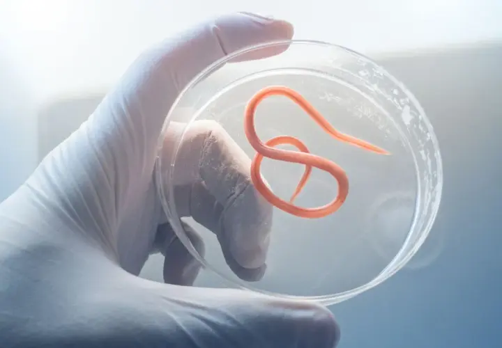 Rękawiczka laboratoryjna trzyma szalkę Petriego z widocznym, pomarańczowym nicieniem. To przykład pasożytów w kale, badanych pod mikroskopem.