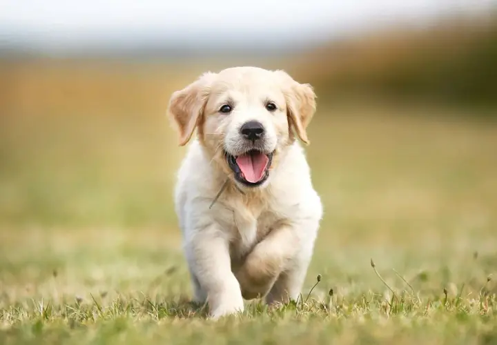 Szczeniak golden retriever, z radosnym wyrazem pyska, biegnie przez trawę. Może ma na imię Gucio?