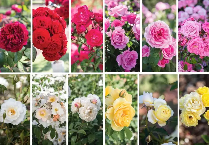 Collage de diferentes tipos de rosas: rojas, rosas, blancas y amarillas, mostrando la diversidad de sus pétalos y formas.