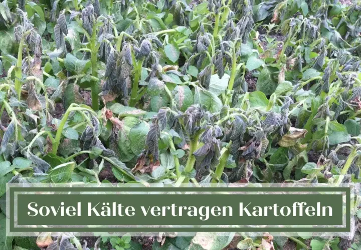 Kartoffelpflanzen mit gefrorenen Blättern, die vom Frost gezeichnet sind. Die Kälte hat den Kartoffeln zugesetzt.