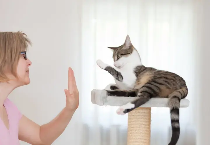 Mujer enseña a su gato a dar la pata. El gato, en su rascador, levanta una pata en respuesta. Un ejemplo de adiestrar gatos.