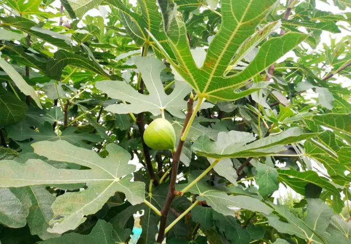 Un giovane fico verde pende da un ramo, circondato da foglie lussureggianti. La mosca del fico, sebbene invisibile, è una presenza costante in questo ecosistema.
