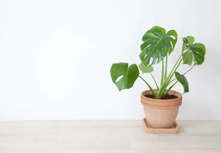 Monstera w glinianej doniczce na jasnej podłodze. Czy monstera uczula? Ta roślina jest bezpieczna dla większości ludzi.
