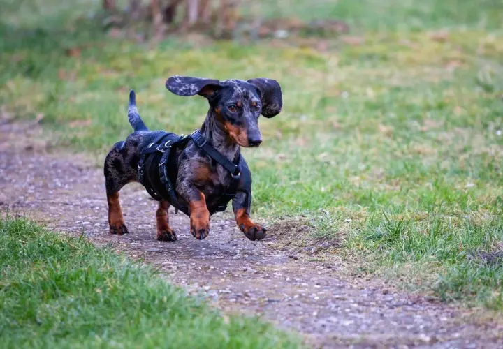 Un ágil perro salchicha sin pelo, con un arnés negro, corre por un sendero de grava rodeado de hierba verde.
