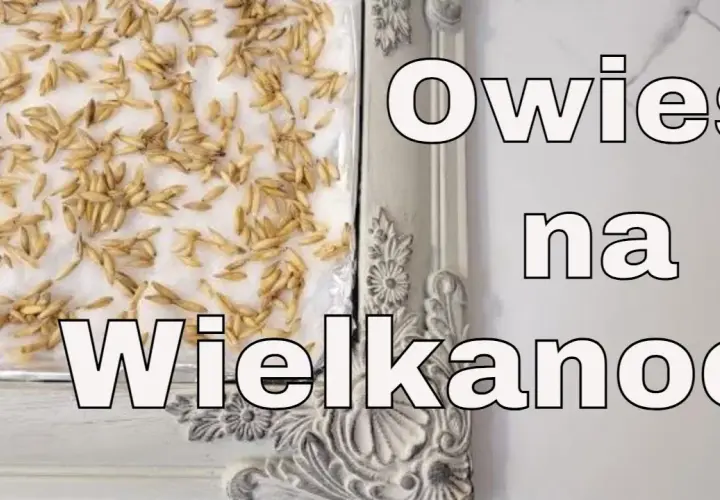 Kiedy siać owies na Wielkanoc, aby cieszyć się świeżymi zbiorami