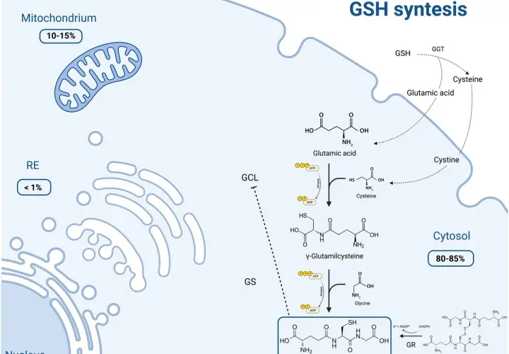 Schemat syntezy glutationu (GSH) w cytoplazmie. Pokazuje, jak glutaminian, cysteina i glicyna łączą się, tworząc GSH.