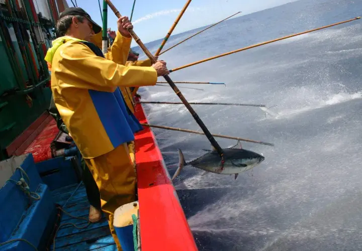 Un pescador con traje amarillo saca un bonito del norte del agua.