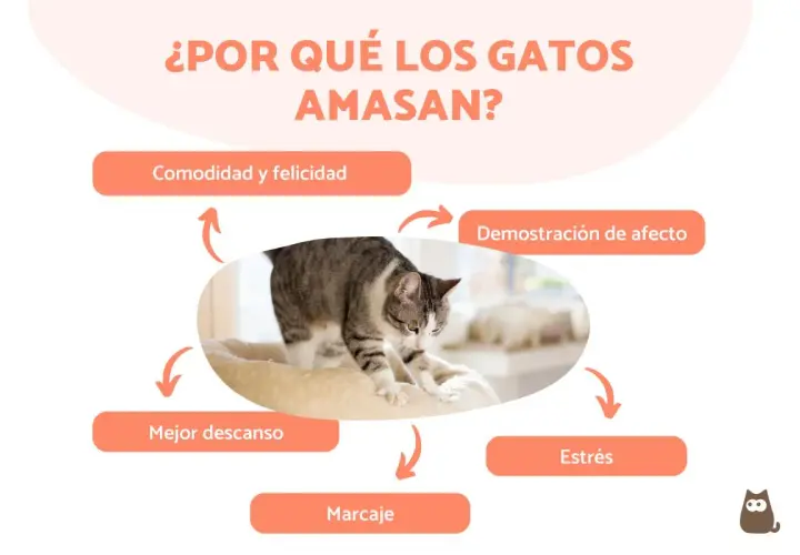 Un gato amasa en su cama, mostrando comodidad, afecto, mejor descanso, marcaje y alivio del estrés.