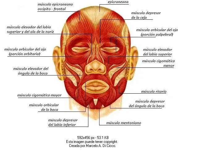 Cómo son los músculos de la cara y su impacto en las emociones