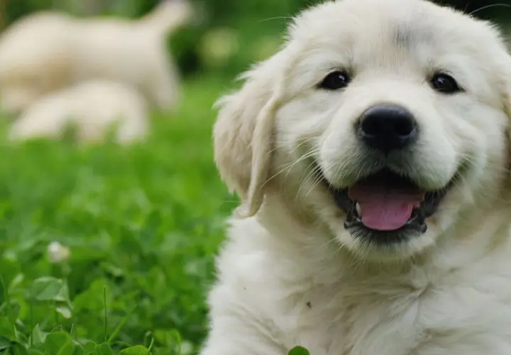 Idealne imię dla golden retrievera: 100+ inspiracji i porad