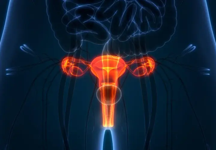 Anatomia kobieca z podświetloną macicą, jajnikami i jajowodami. Ilustracja przedstawia narządy rodne, które mogą być przedmiotem usunięcia macicy.