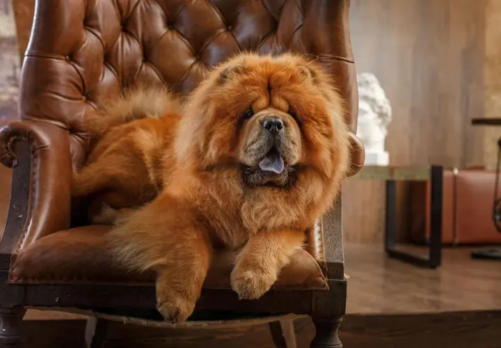 Puszysty chow chow w brązowym fotelu. Ile żyje chow chow? Średnio 10-12 lat, ale ten wygląda na wiecznego!