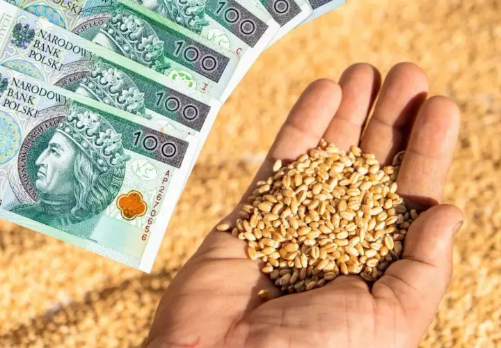 Dłonie trzymające ziarno pszenicy i polskie banknoty 100 zł. Symbol wsparcia dla rolników i dopłat do zboża.