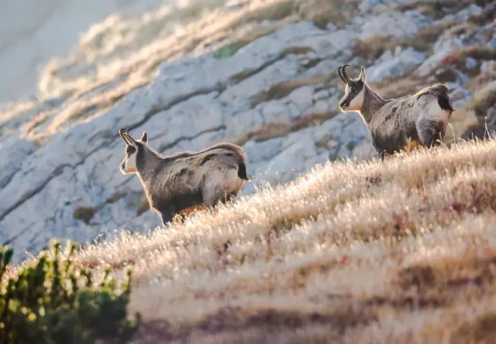 Zwei Gämsen auf einem sonnenbeschienenen Hang im Durmitor Nationalpark.