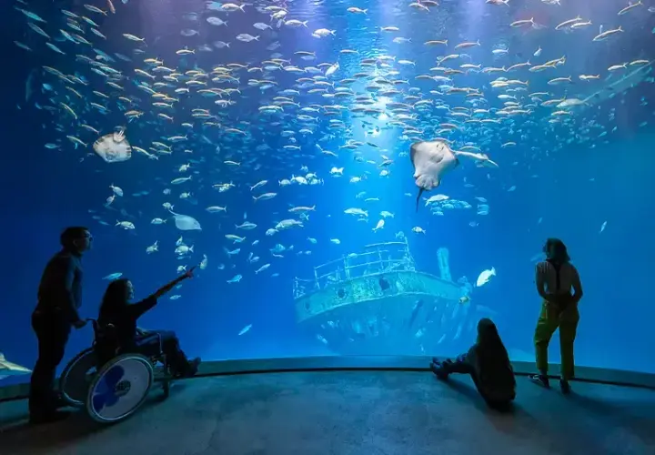 Największe oceanarium w Niemczech: Ozeaneum w Stralsundzie czeka na Ciebie