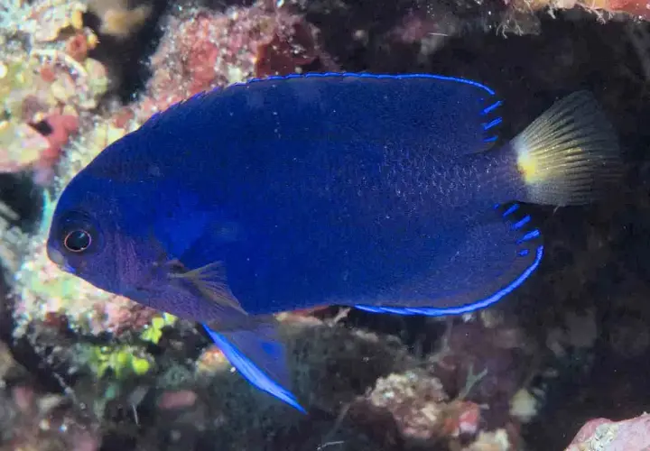 Un vibrante pez ángel azul eléctrico nada entre corales. Su cuerpo es de un azul intenso, con bordes azules y una cola amarilla.