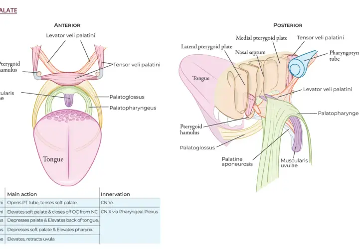 Anatomia podniebienia miękkiego: mięśnie unoszące i napinające, język, trąbka Eustachiusza.