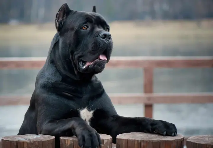 Potężny pies rasy cane corso, którego waga imponuje, opiera się o drewniane pnie.