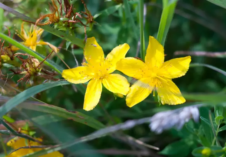 Due splendidi fiori di iperico, con i loro petali gialli vivaci, sbocciano tra l'erba verde e le foglie secche.