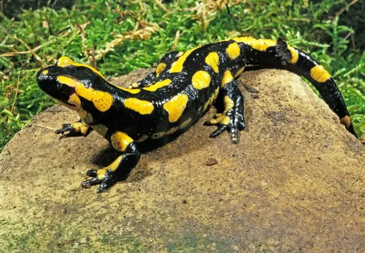 Salamandra de fuego, con su piel negra y amarilla, descansa sobre una roca. Se pregunta qué comen las salamandras, quizás insectos o pequeños invertebrados.
