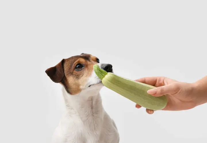 Ein neugieriger Zucchini-Hund schnuppert an einer Zucchini, die ihm von einer Hand angeboten wird.