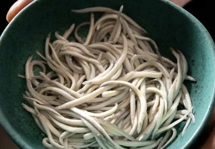 Un cuenco verde lleno de angulas congeladas, listas para ser cocinadas.