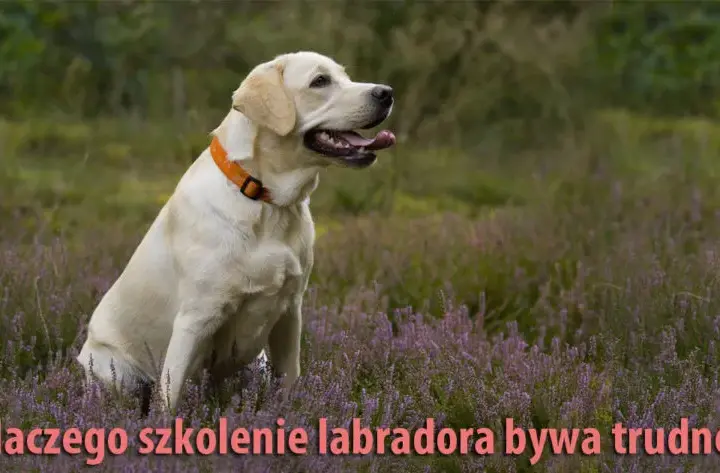Tresura Labradora: Praktyczny Przewodnik Krok po Kroku