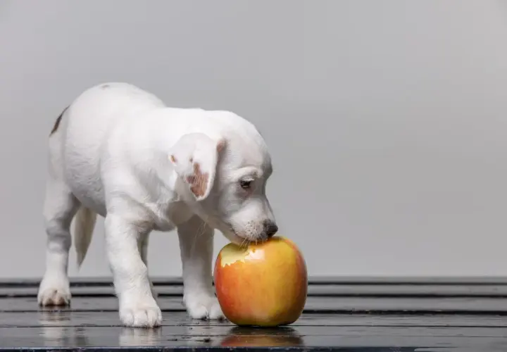 Cachorro blanco con manchas marrones olisquea una manzana para perros.
