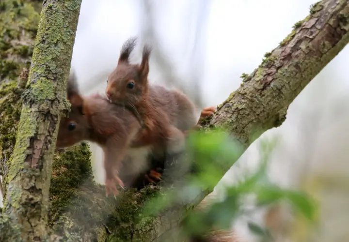 Zwei Eichhörnchen auf einem Ast. Der Unterschied zwischen Männchen und Weibchen ist hier nicht ersichtlich, aber sie kuscheln eng.
