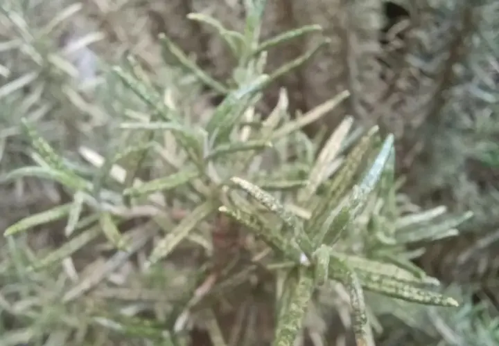 Rametti di rosmarino con alcune foglie gialle, segno di un'estate intensa.