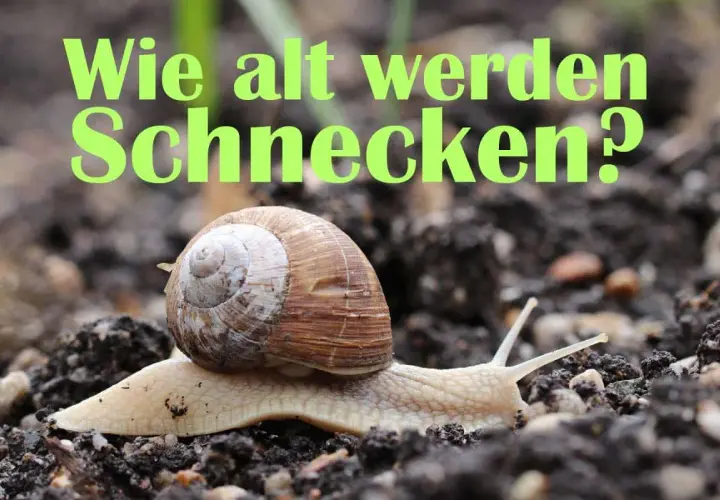 Eine Weinbergschnecke kriecht über feuchte Erde. Der Text fragt: "Wie alt werden Schnecken?".