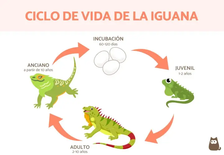 Ciclo de vida de la iguana: incubación, juvenil (1-2 años), adulto (2-10 años) y anciano (a partir de 10 años). Así se responde a cuanto vive una iguana.