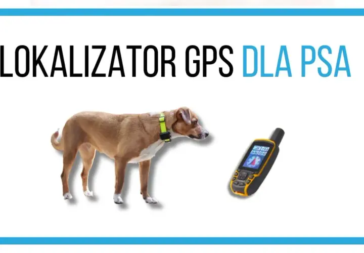 Brązowy pies z obrożą i lokalizatorem GPS obok. Idealny jaki lokalizator dla psa, by zawsze wiedzieć, gdzie jest Twój pupil.