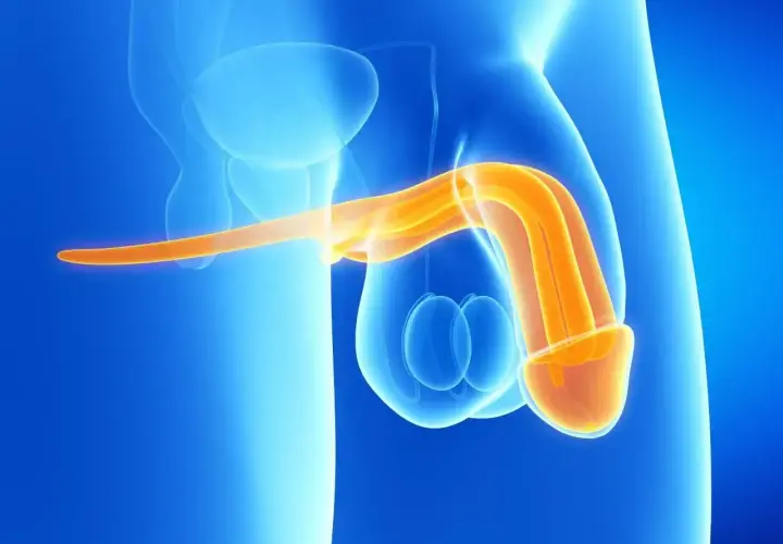 Anatomical illustration showing the penis and testicles. The penis is highlighted in orange, suggesting its internal structure. This image can be used to explain the process of mycie penisa.