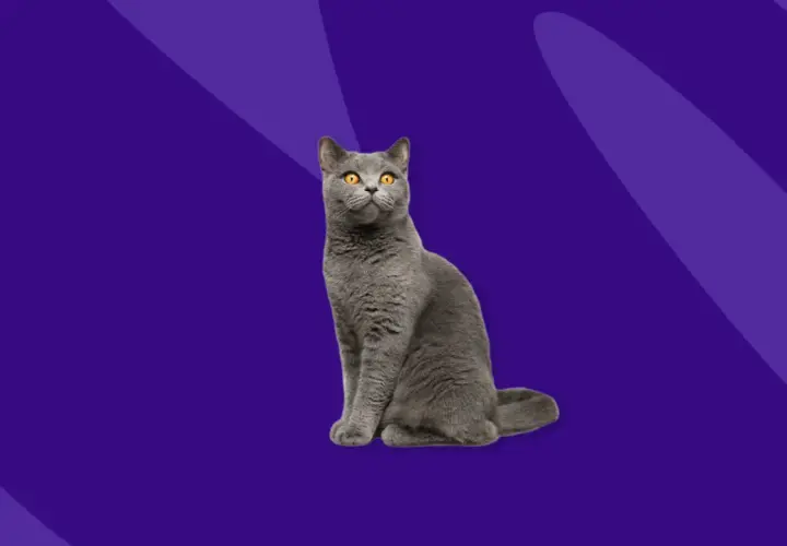 A regal grey cat with bright orange eyes sits patiently, perhaps awaiting its dose of prednisolone for cats to ease its discomfort.