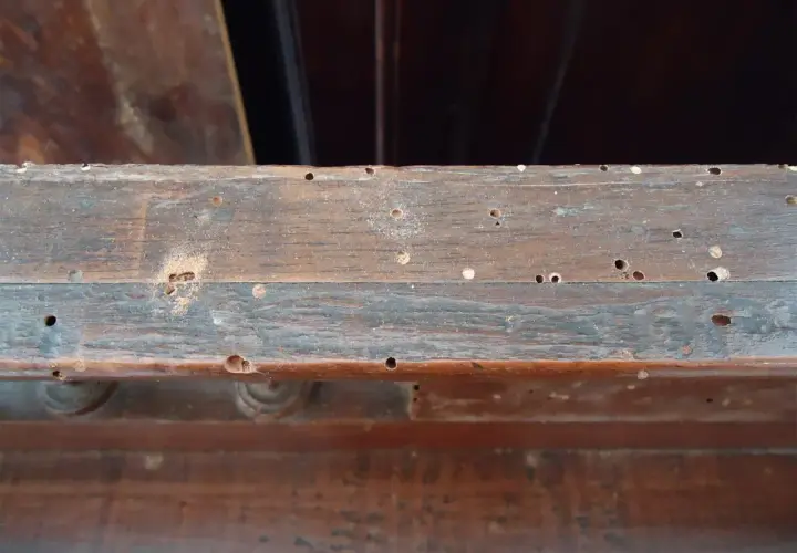 Legno di mobile con numerosi fori, segno di infestazione da tarli mobili.