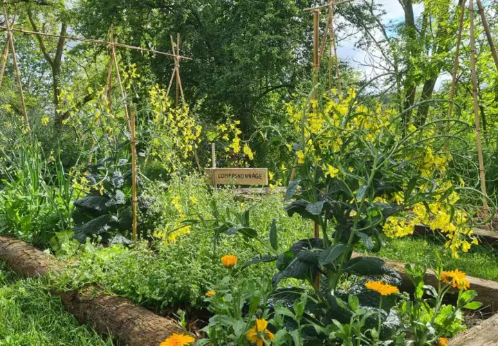 Un potager en permaculture luxuriant avec des fleurs jaunes éclatantes, des légumes verts et des tuteurs en bambou.